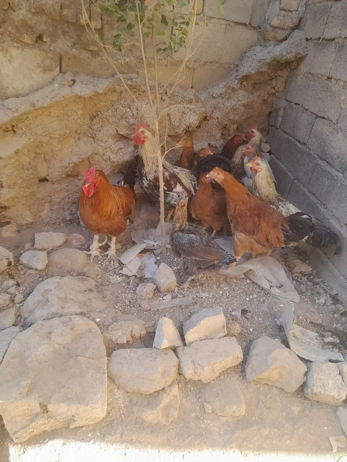 پرنده|حیوانات مزرعه|ویسیان, |دیوار