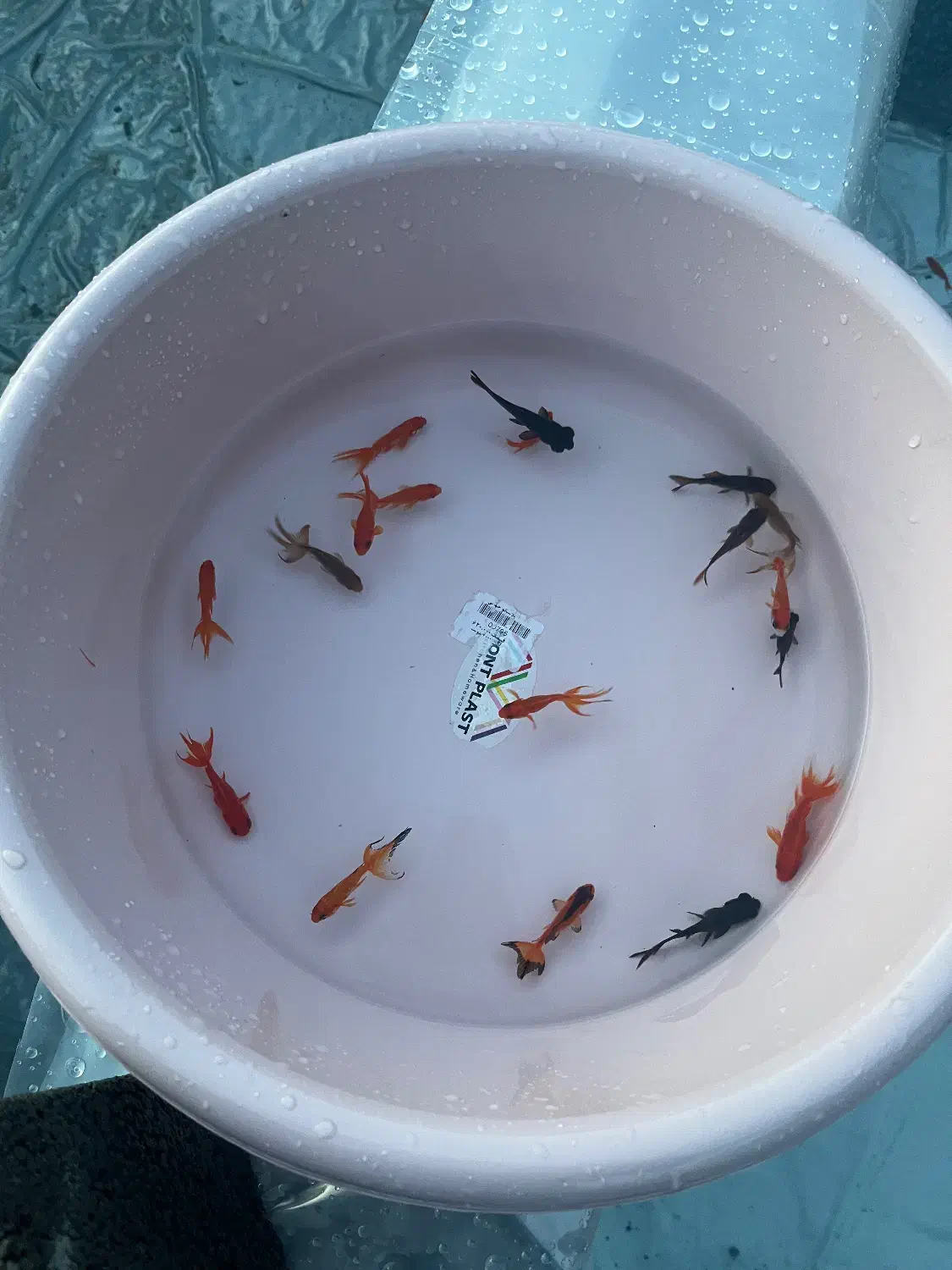 ماهی قرمز گلدفیش کوی|ماهی|ارطه, |دیوار