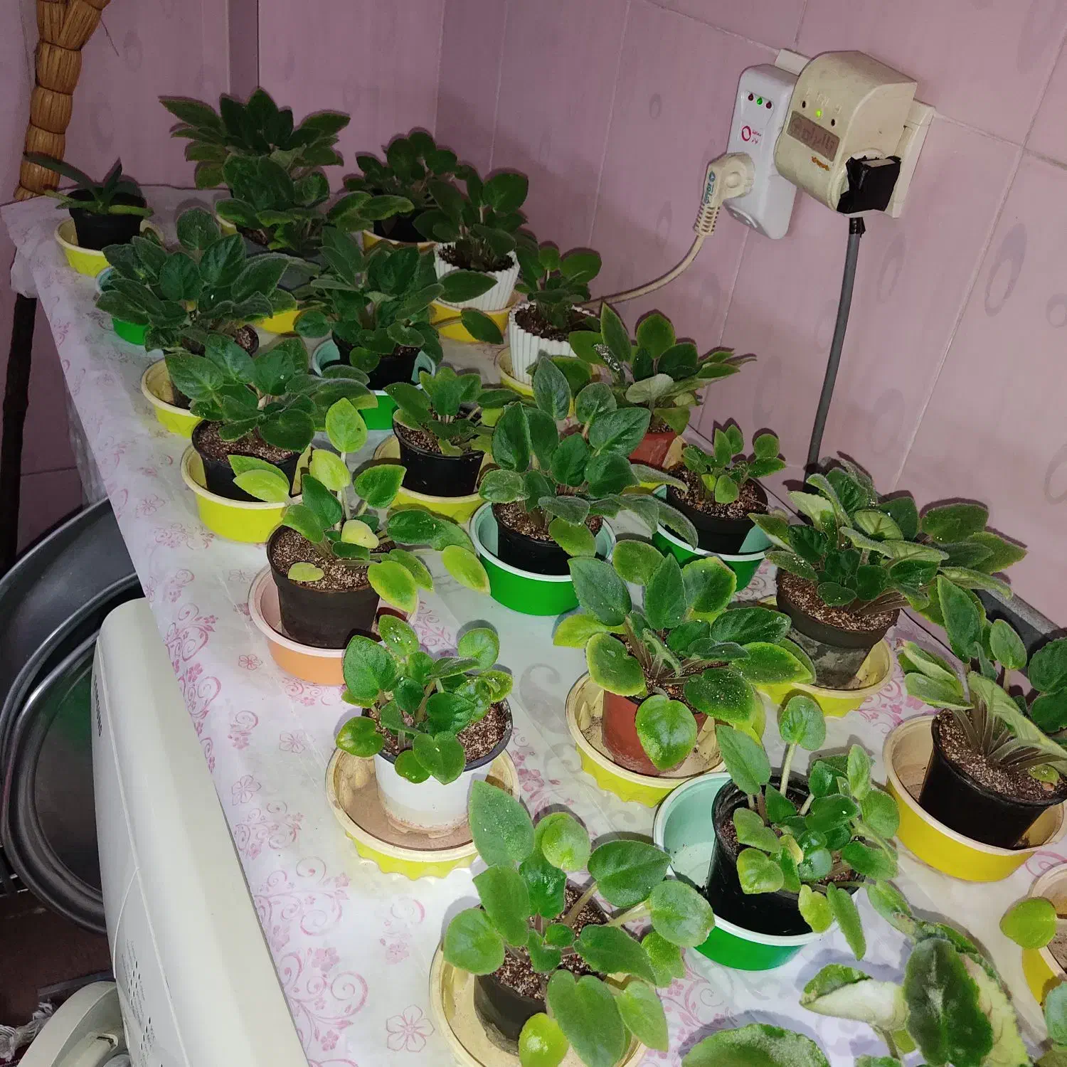 فروش گل بنفشه افریقایی|گل و گیاه طبیعی|قائم‌شهر, |دیوار