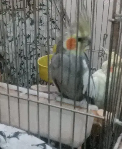 عروس هلندی نر|پرنده|ری, شهرک نظامی|دیوار