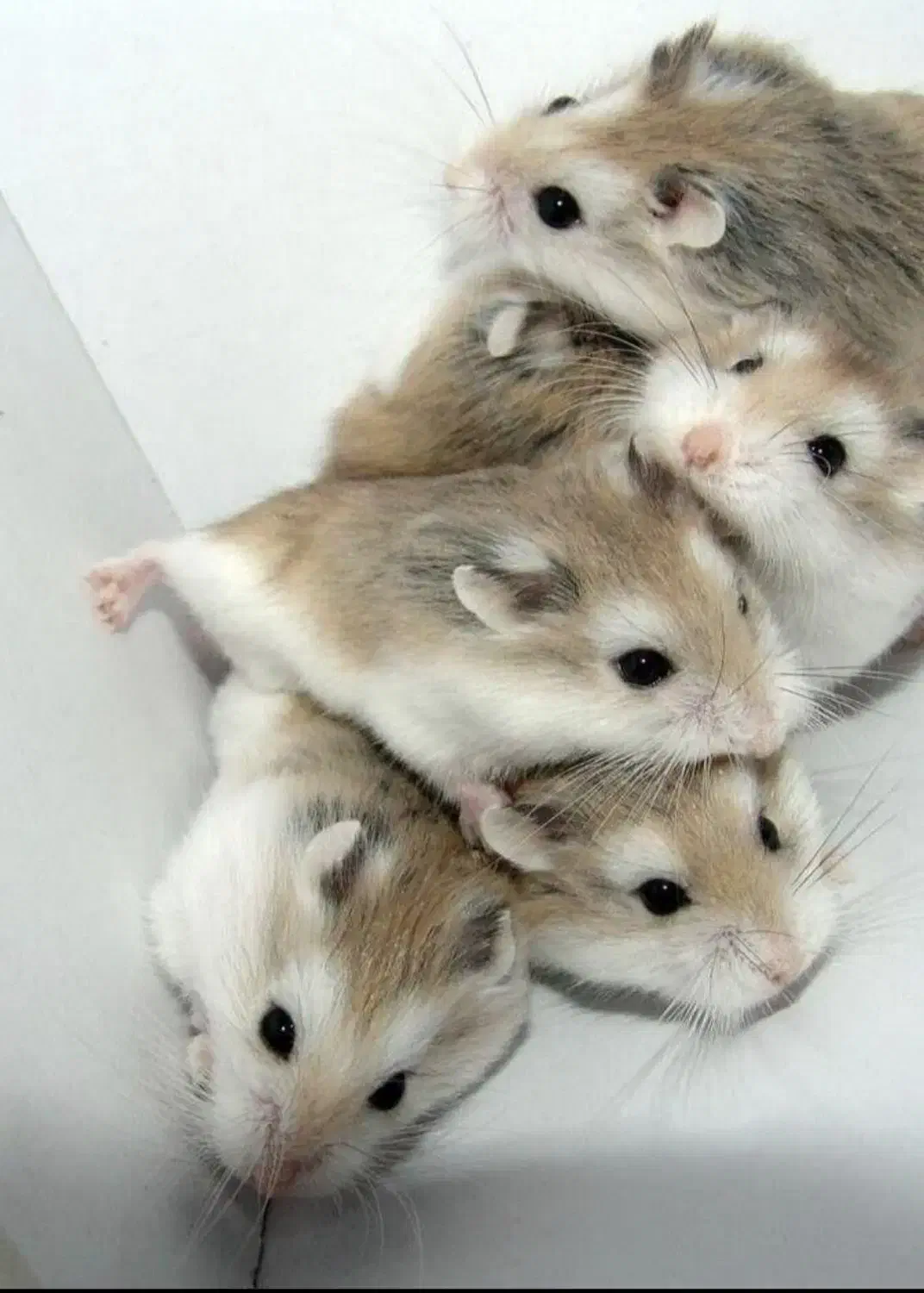 همستر روبروفسکی|موش و خرگوش|ارومیه, |دیوار