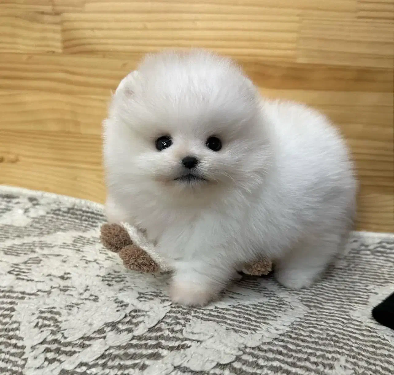 پودل، مالتیز،شیتزو|سگ|ارومیه, |دیوار