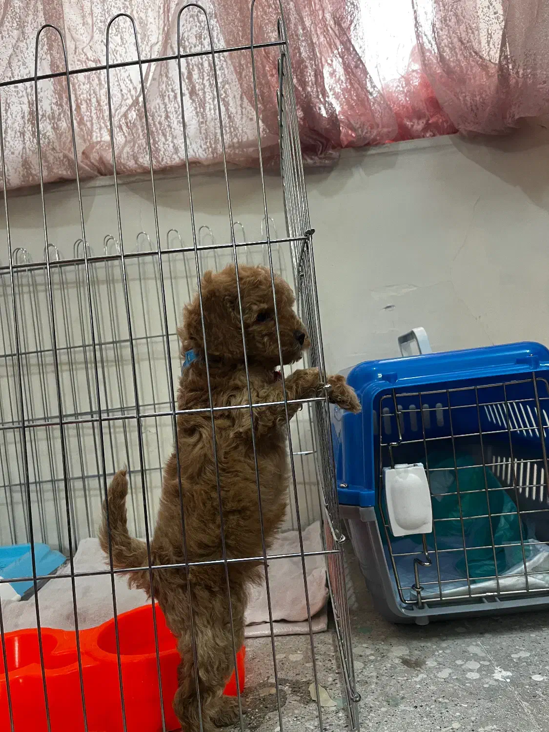 سگ پودل|سگ|ری, منصوریه منگل|دیوار