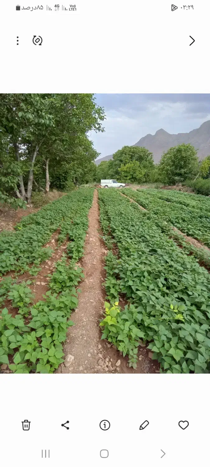 هرس باغ و درخت و سمپاشی و کوددهی|خدمات باغبانی و درختکاری|قره چای, |دیوار