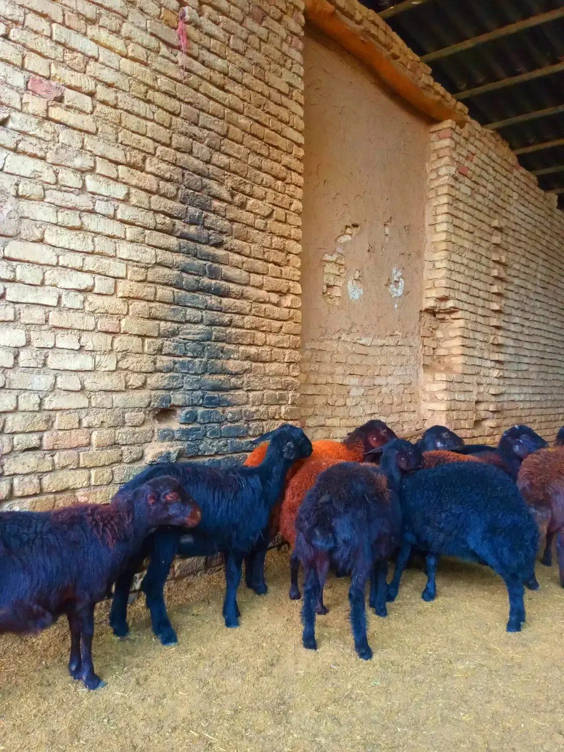 گوسفند قزل افشار و قره قزل اصل|حیوانات مزرعه|خمینیشهر, |دیوار