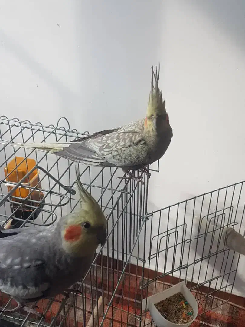 فروش عروس هلندی سخنگو|پرنده|محمدشهر, شهرک پیام (مهرالبرز)|دیوار