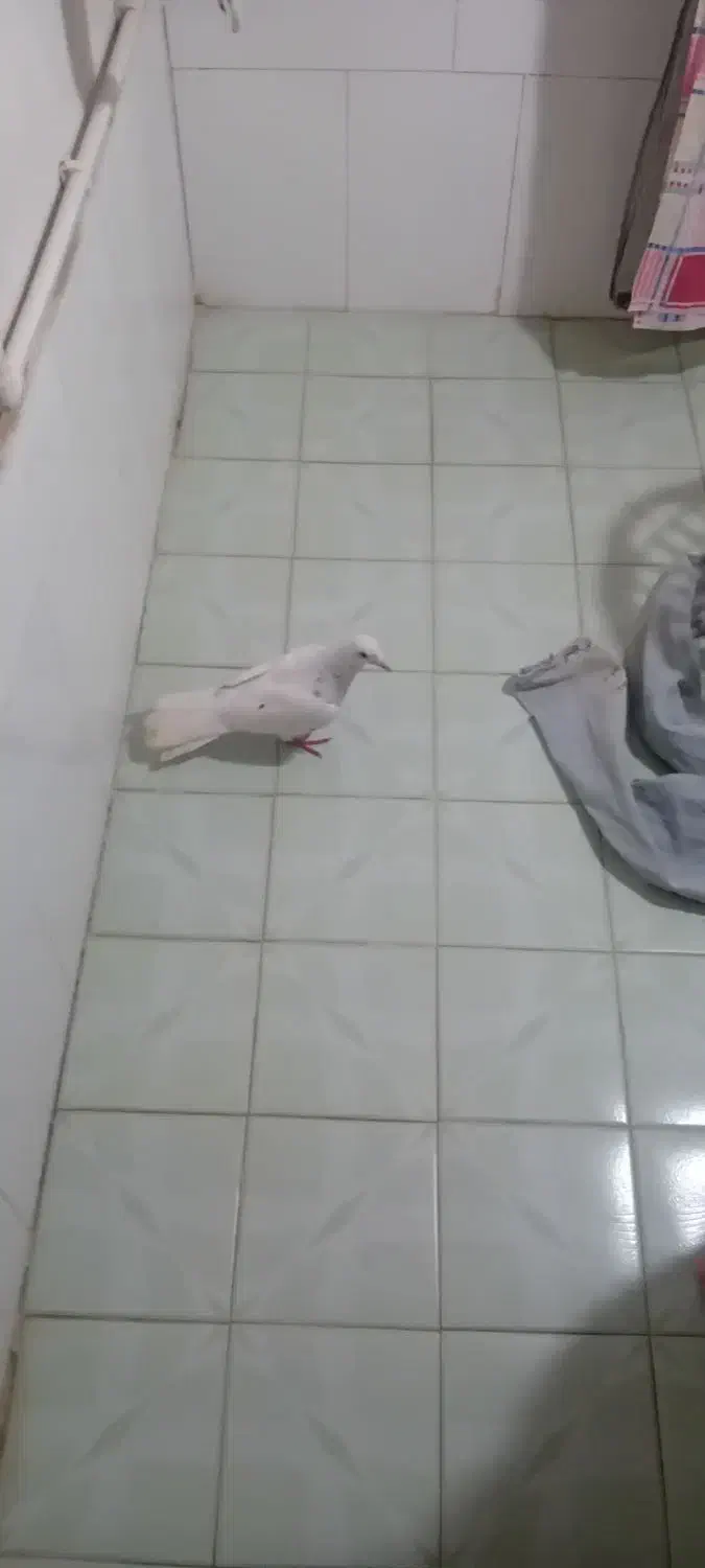 کفتر سار|پرنده|شیروان (خراسان), |دیوار