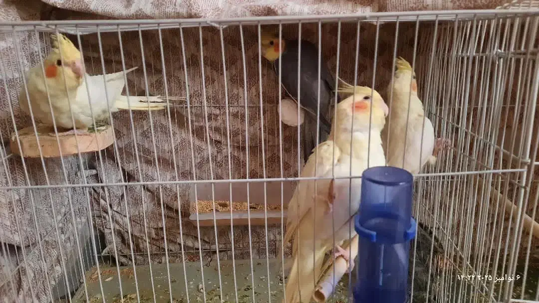 عروس هلندی|پرنده|مشهد, امیرآباد|دیوار