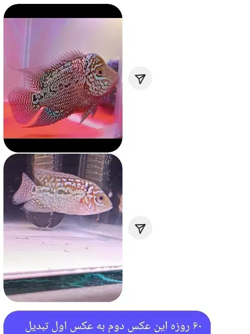 یدونه ماهی فلاور بخر با ۲تا هدیه|ماهی|ری, شهادت|دیوار