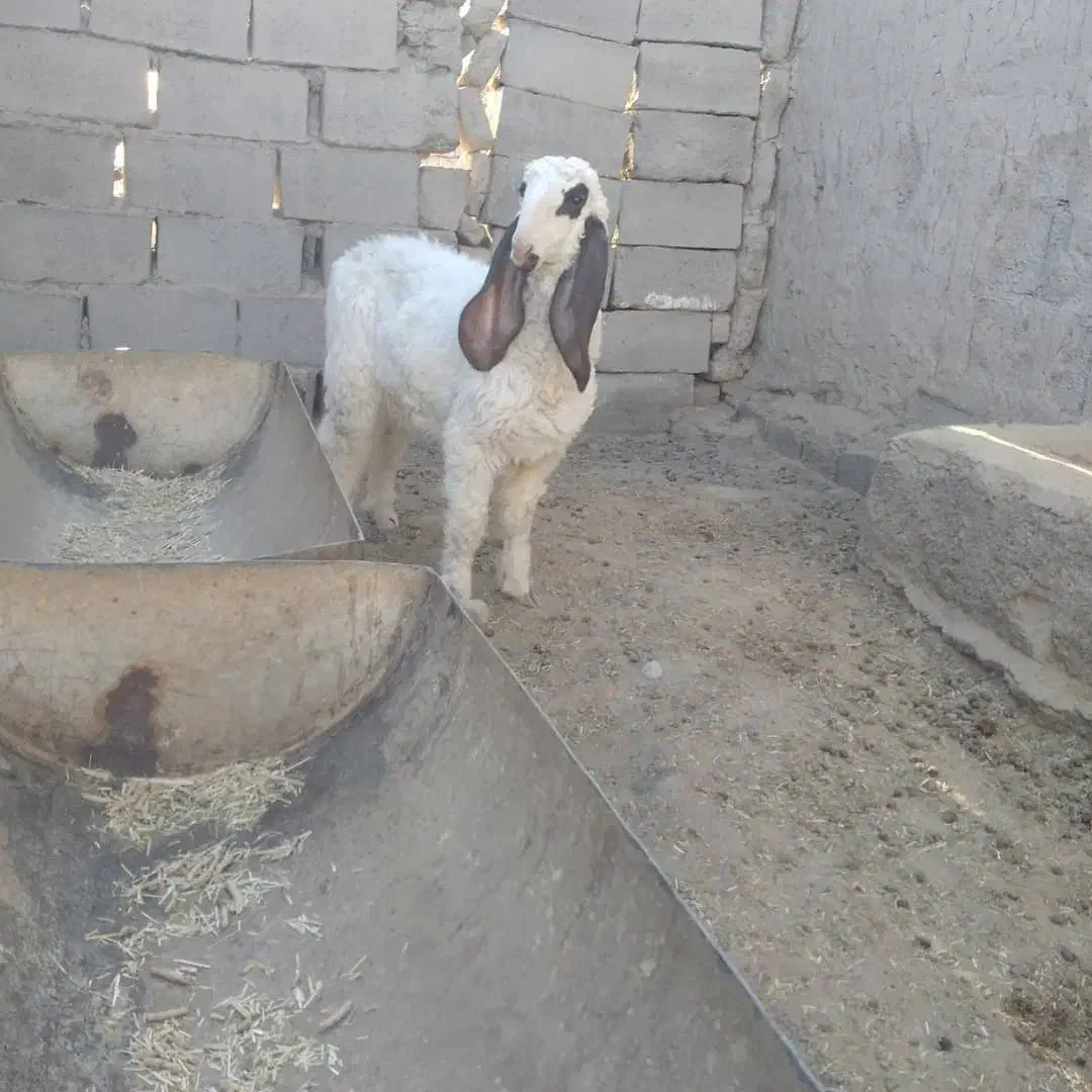 بره مری خوب|حیوانات مزرعه|هامون, |دیوار