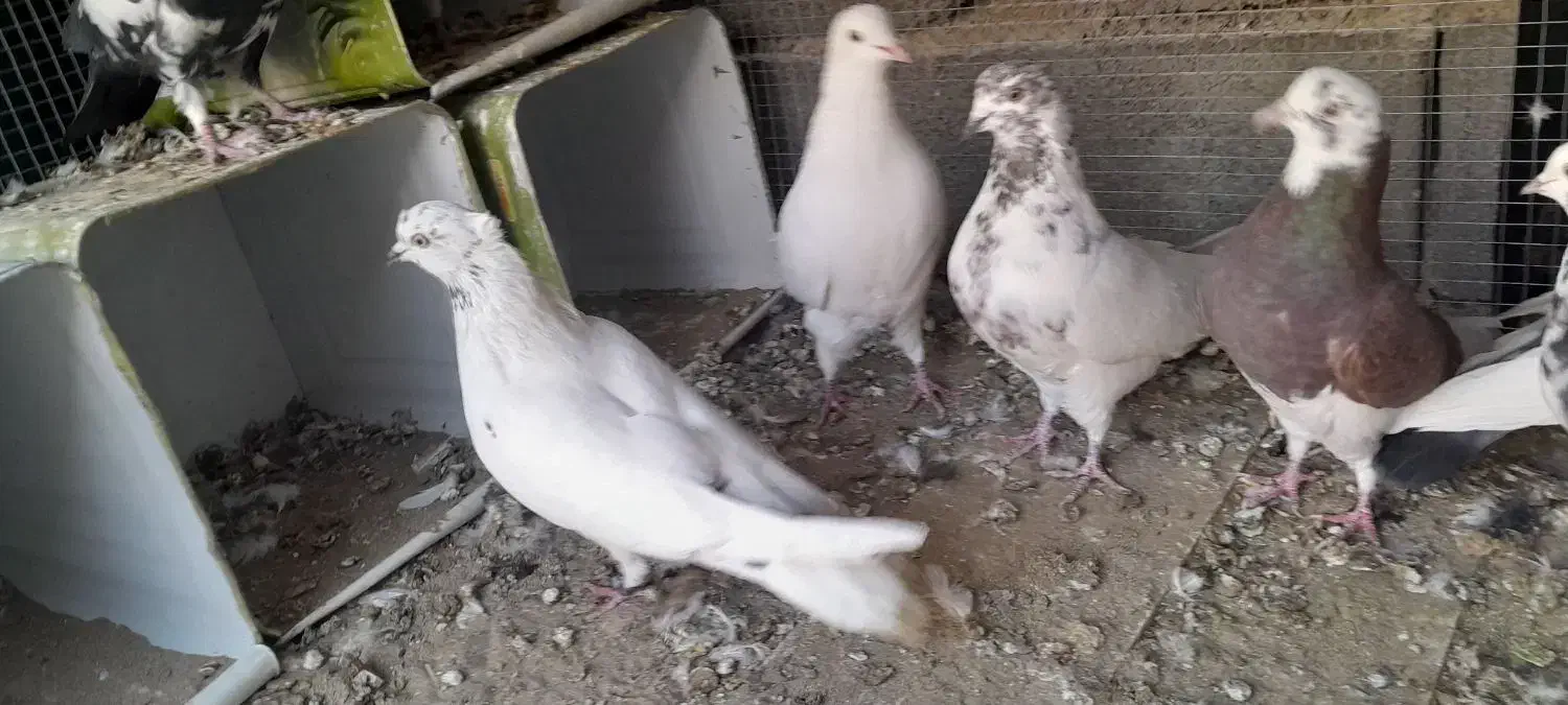 کبوتر پرشی|پرنده|جرقویه, |دیوار