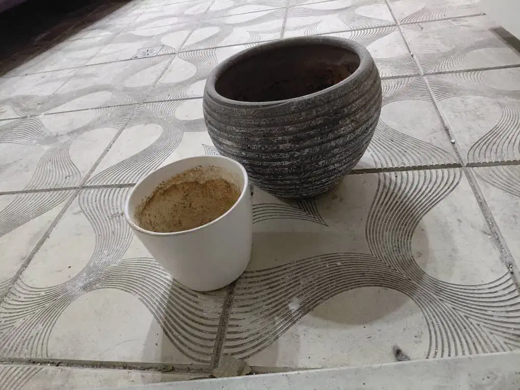 گلدان|گل و گیاه طبیعی|تهران, فدک|دیوار