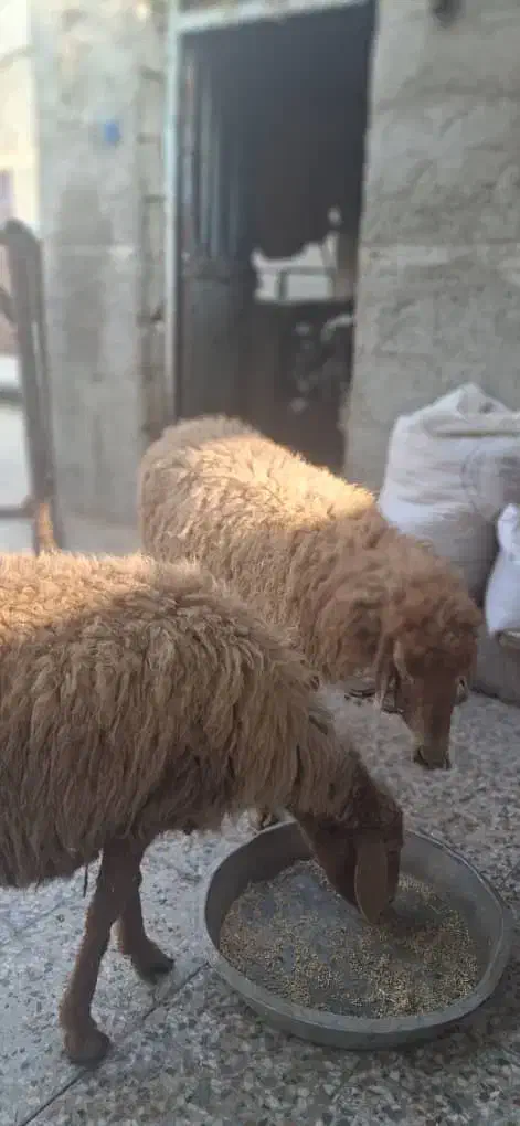 فروش میش حامله در بندر ماهشهر|حیوانات مزرعه|بندر ماهشهر, |دیوار