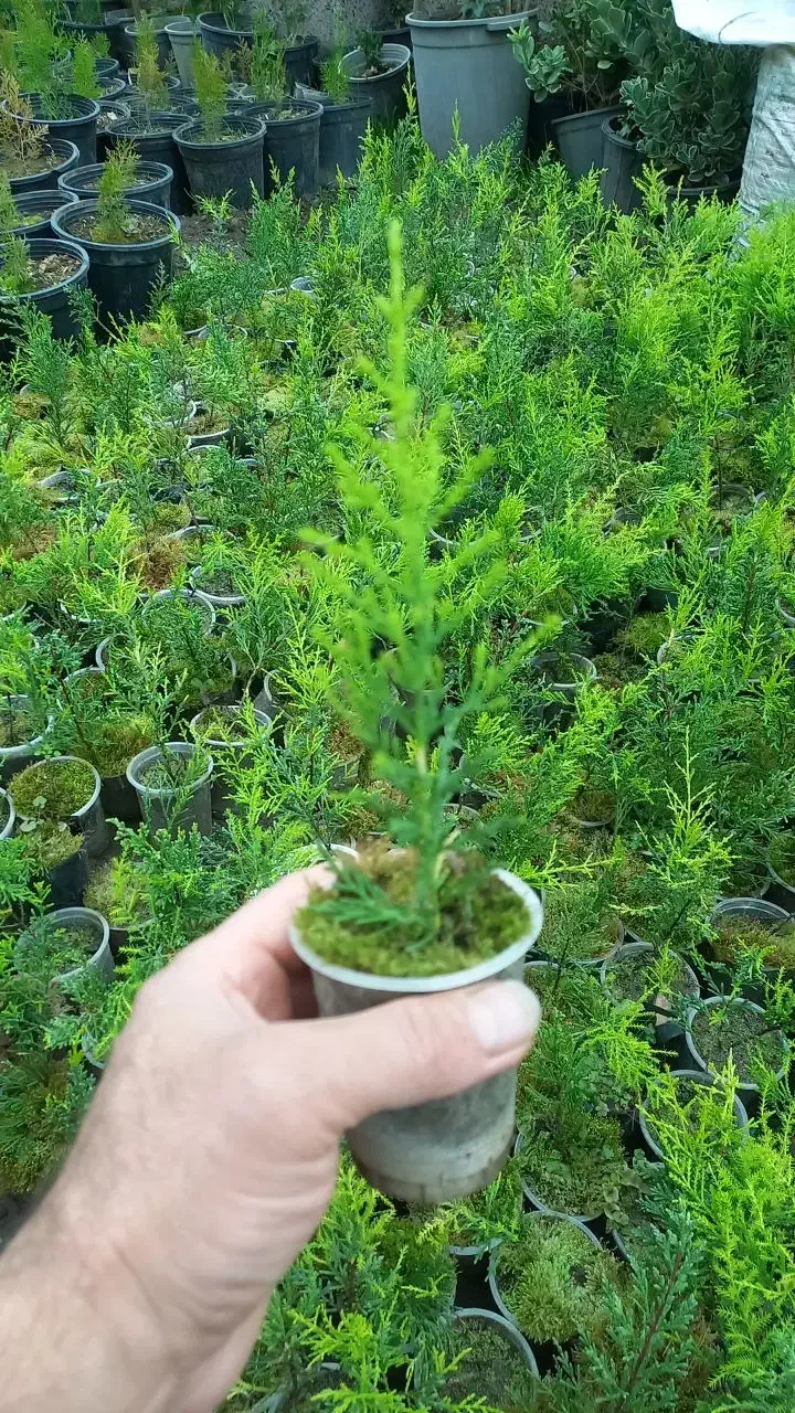 نشا لاوسون(سروطلایی)|گل و گیاه طبیعی|کلاچای, |دیوار