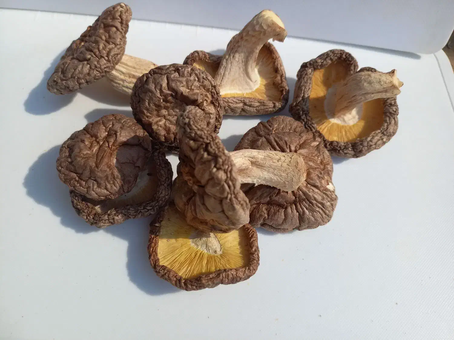 قارچ شیتاکه درمان زگیل تناسلی|آرایشی، بهداشتی، درمانی|رشت, یخسازی|دیوار