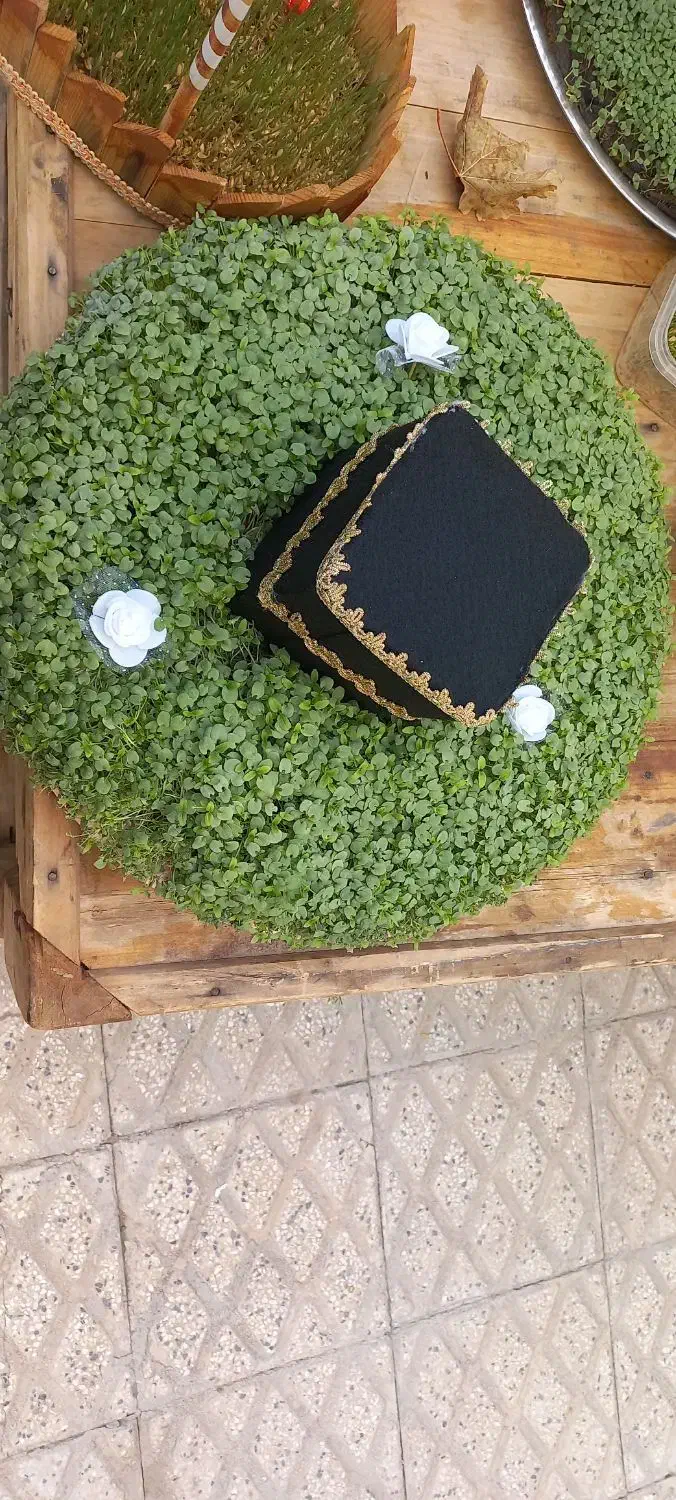 سبزه|گل و گیاه طبیعی|بروجرد, |دیوار