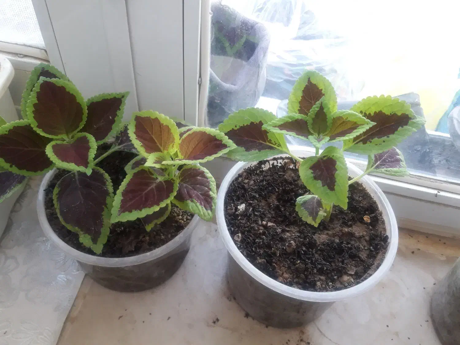 فروش گل های زیبا طبیعی|گل و گیاه طبیعی|سرپل ذهاب, |دیوار