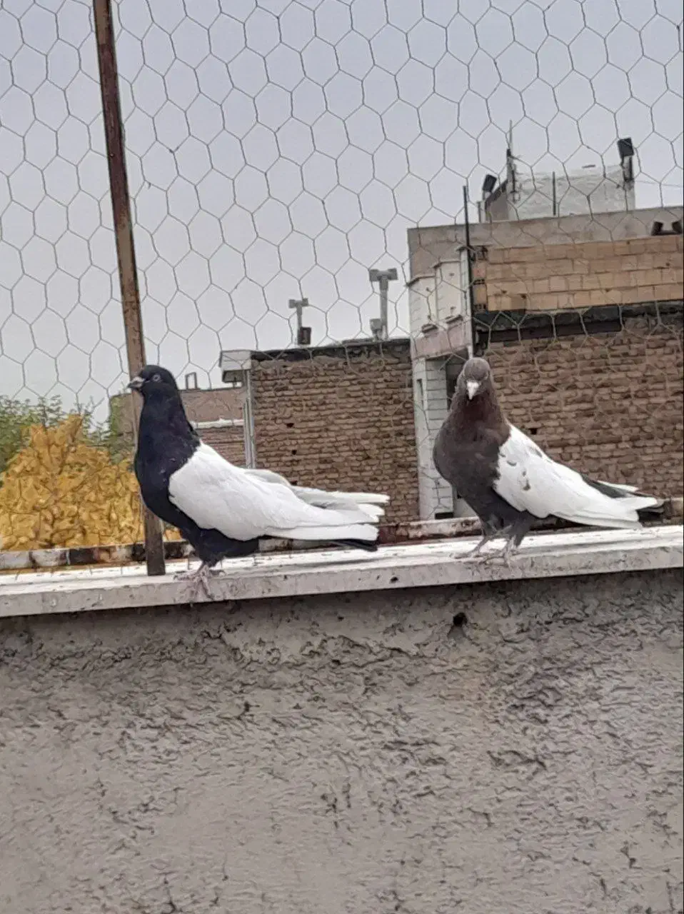 کبوتر سینه ای|پرنده|صائین قلعه, |دیوار