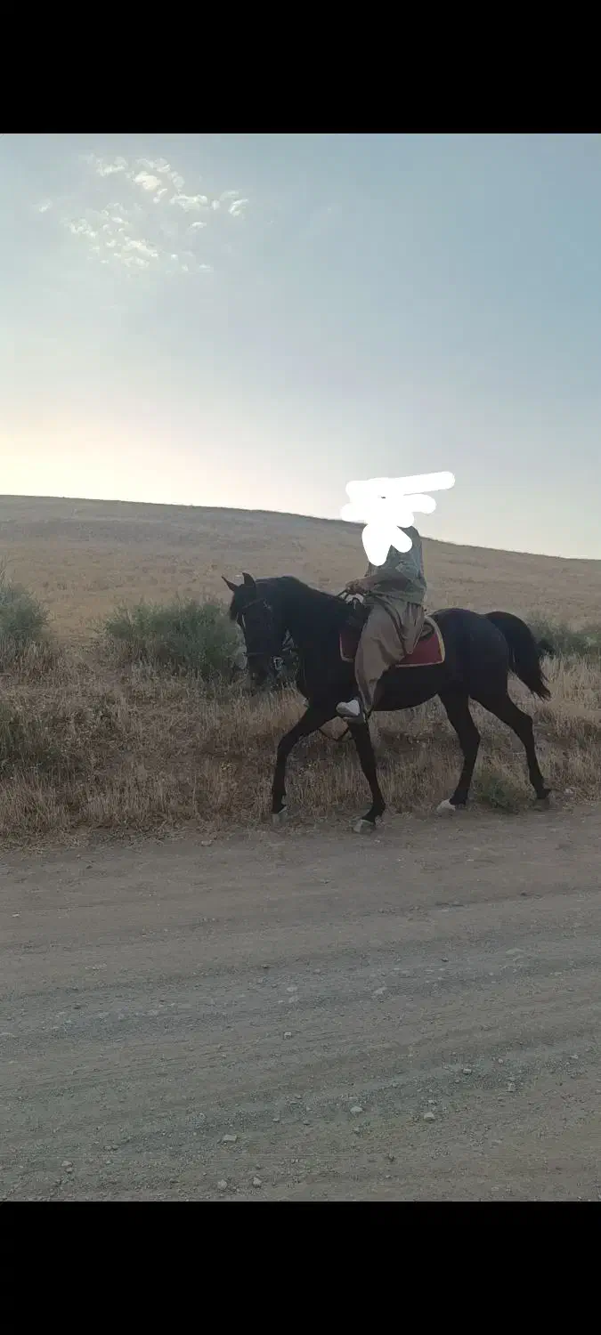 اسب کرد|اسب و تجهیزات اسبسواری|سنندج, |دیوار