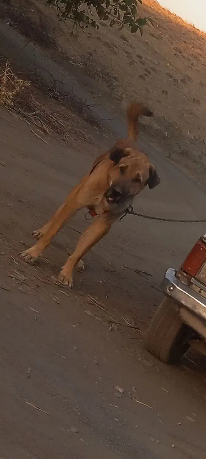 واگذاری سگ عراقی|سگ|زند, |دیوار