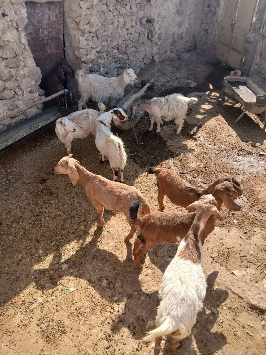 بز به فروش میرسد|حیوانات مزرعه|لنده, |دیوار