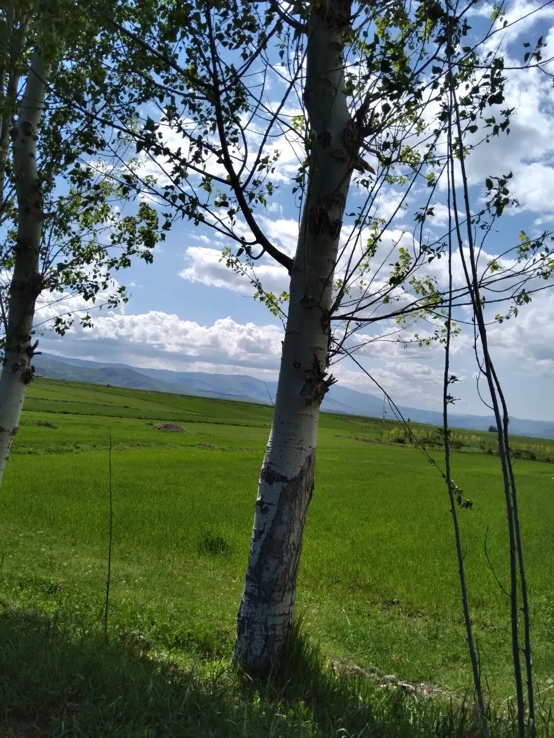 عدس محلی|خوردنی و آشامیدنی|مشگین شهر, |دیوار