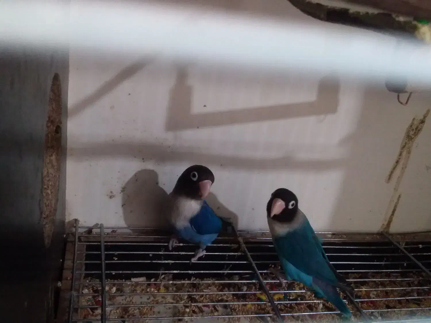 طوطی برزیلی مولد|پرنده|پلدختر, |دیوار