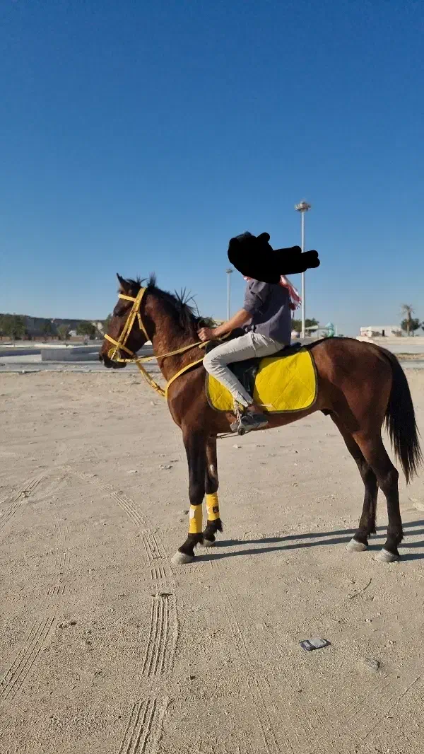 اسب|اسب و تجهیزات اسبسواری|قشم, |دیوار