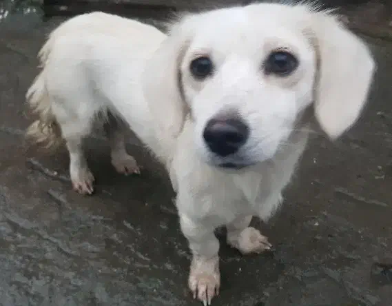 سگ پاکوتاه|سگ|سیاهکل, |دیوار