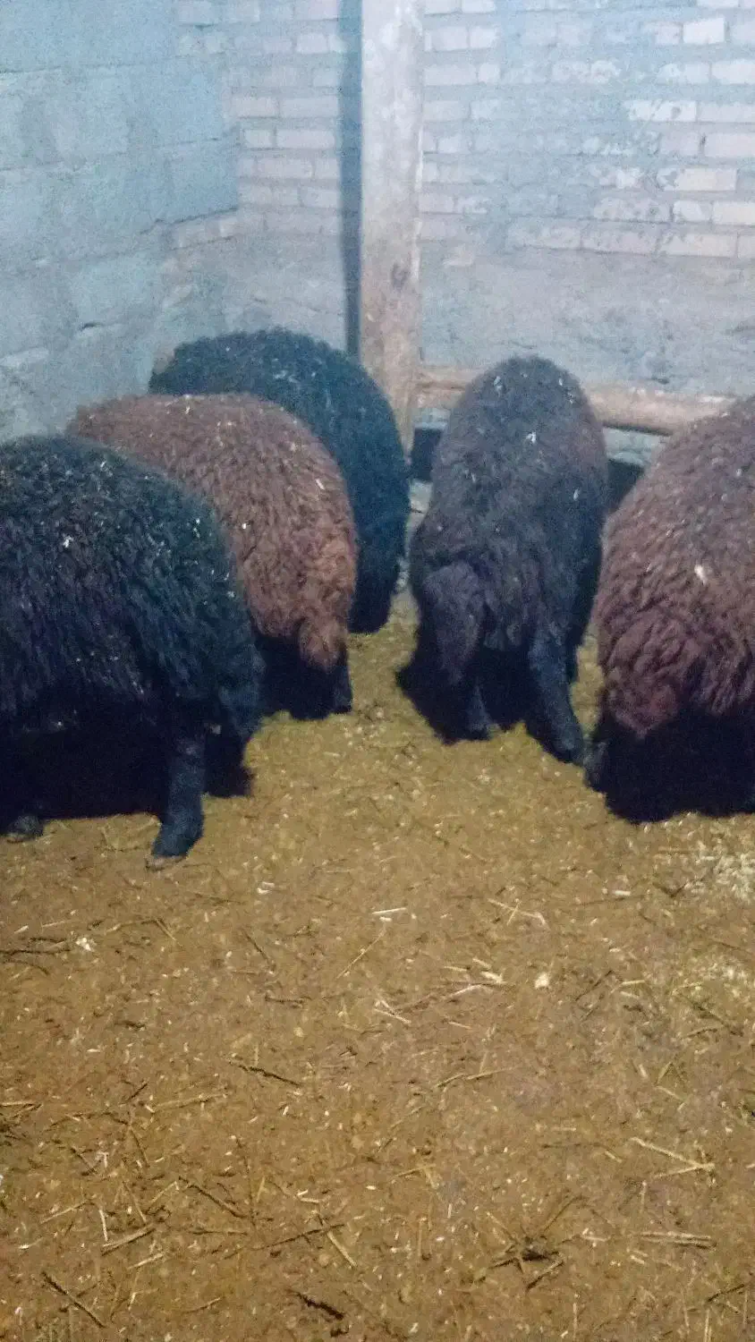 ۶بره‌مناسب‌براپرواربندی|حیوانات مزرعه|سراب, |دیوار