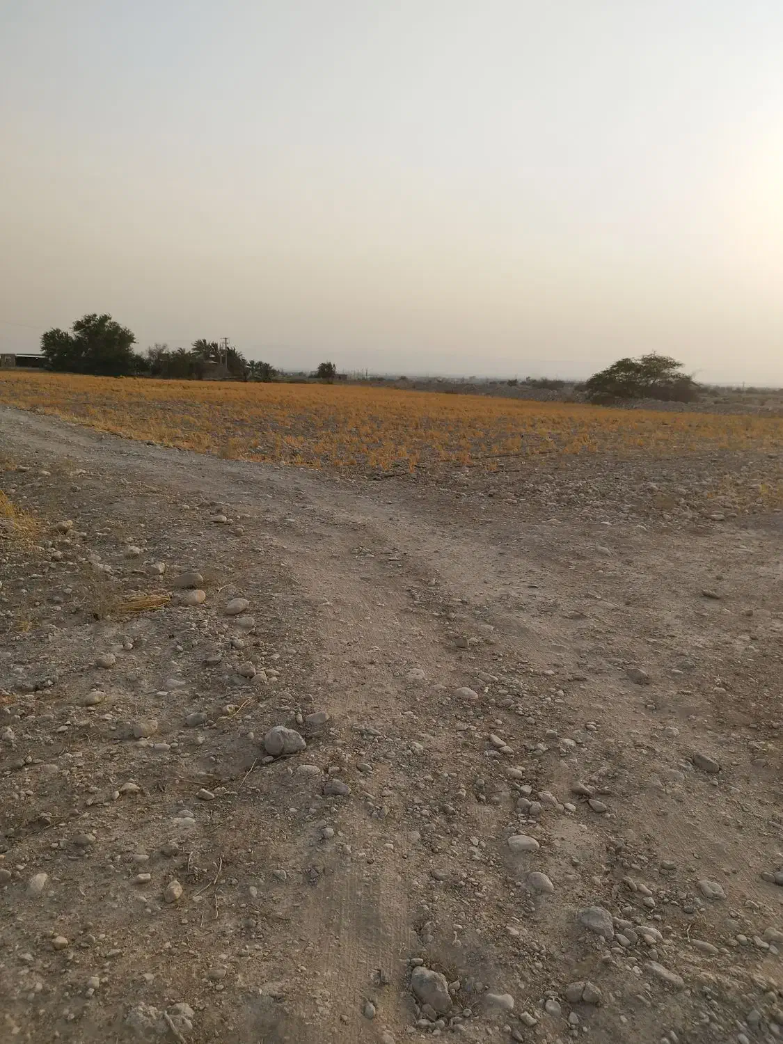 اجاره دادن زمین کشاورزی خورموج|اجارهٔ دفتر صنعتی، کشاورزی، تجاری|خورموج, |دیوار