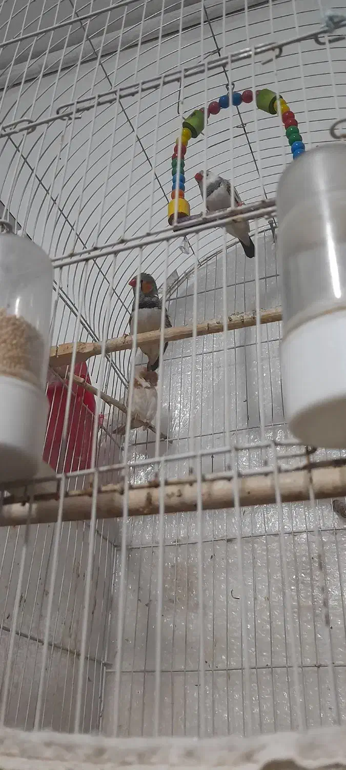 فنچ و قفس|پرنده|مشهد, خواجه ربیع|دیوار