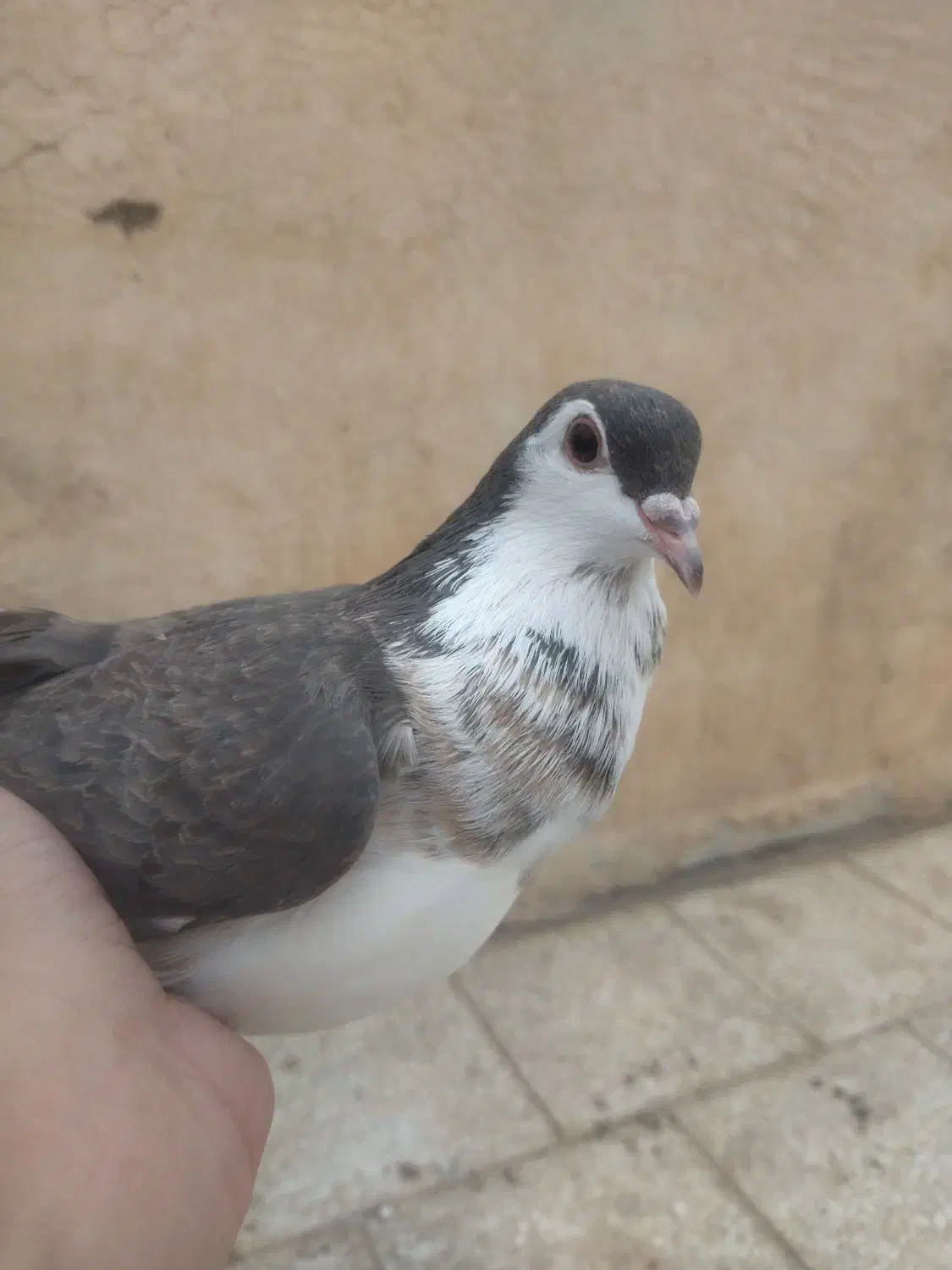 صدها|پرنده|سبزوار, مدرس|دیوار