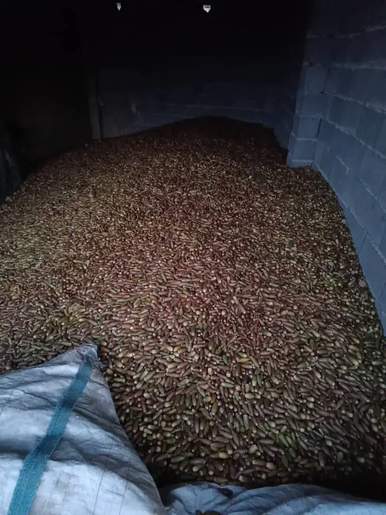 بلوط یاسوج|عمدهفروشی|یاسوج, |دیوار