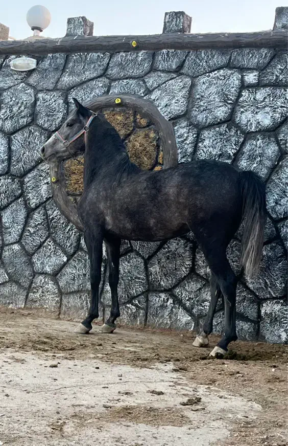 سه راس مادیان و کره مادیان درجه یک|اسب و تجهیزات اسبسواری|برخوار, |دیوار