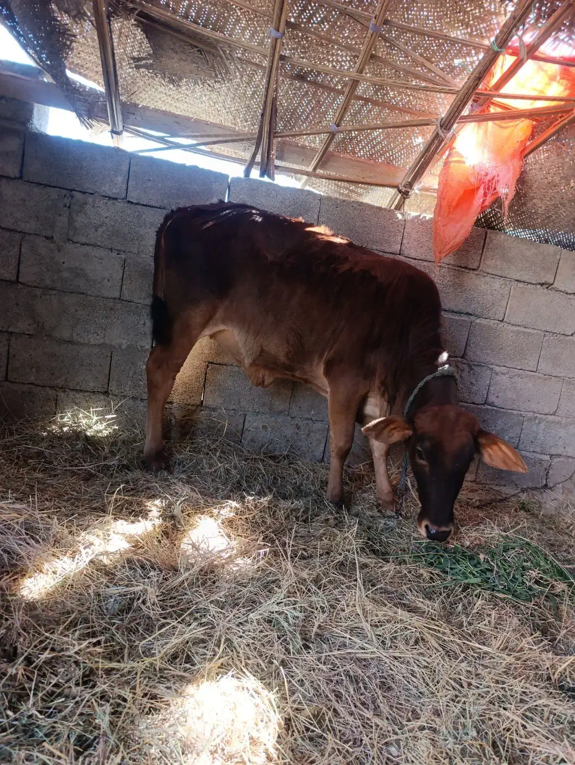 گاو فروشی|حیوانات مزرعه|سراوان, |دیوار