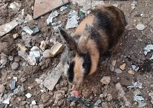 خرگوش|موش و خرگوش|خرمشهر, |دیوار