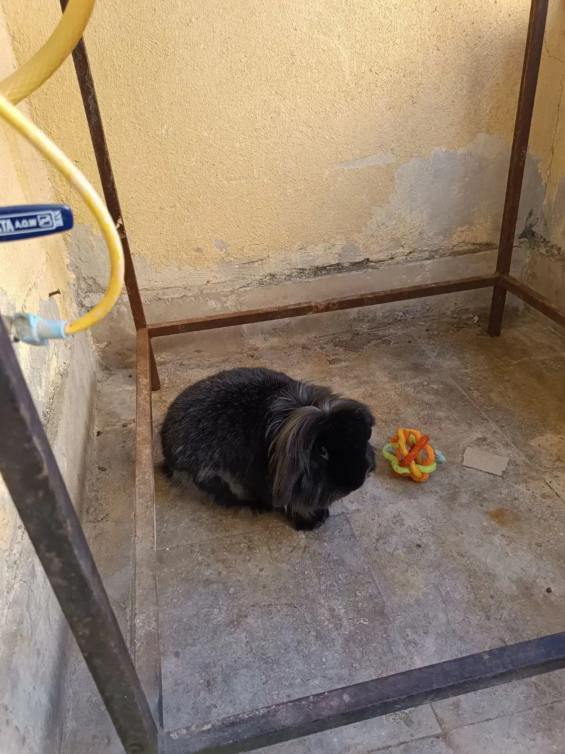 واگذاری خرگوش لپ|موش و خرگوش|پرند, فاز ۶|دیوار