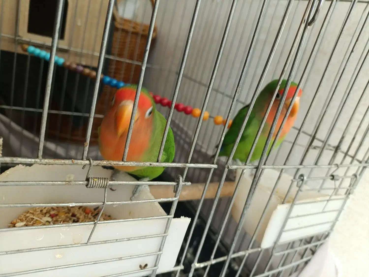 طوطی برزیلی|پرنده|بومهن, |دیوار