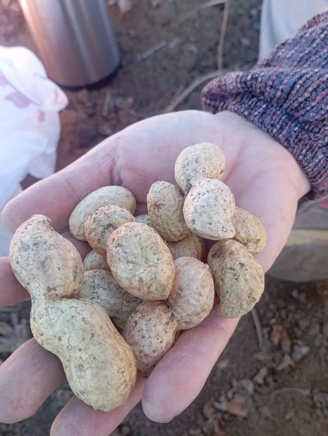 فروش بادام زمینی اطلسی درشت پر مغز|عمده‌فروشی|پارس‌آباد, |دیوار