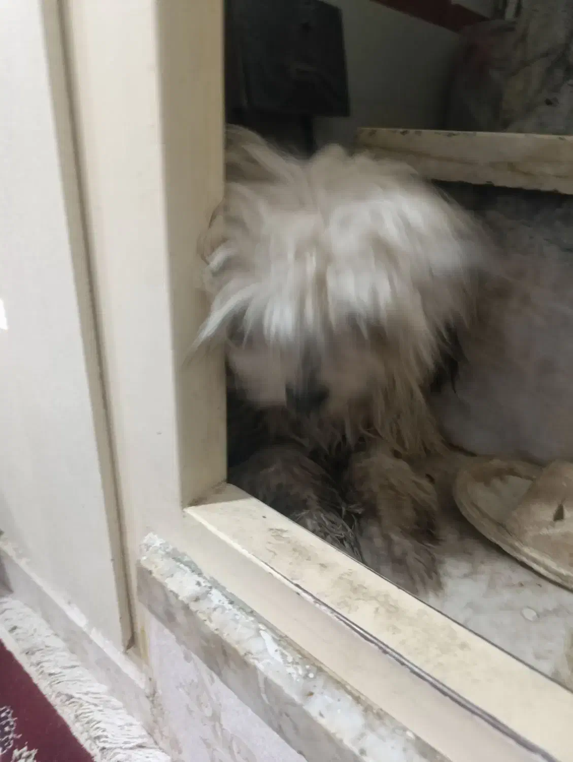 واگذاری سگ|سگ|یزد, |دیوار