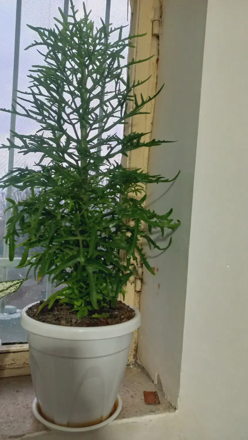 گل طبیعی|گل و گیاه طبیعی|کوزران, |دیوار