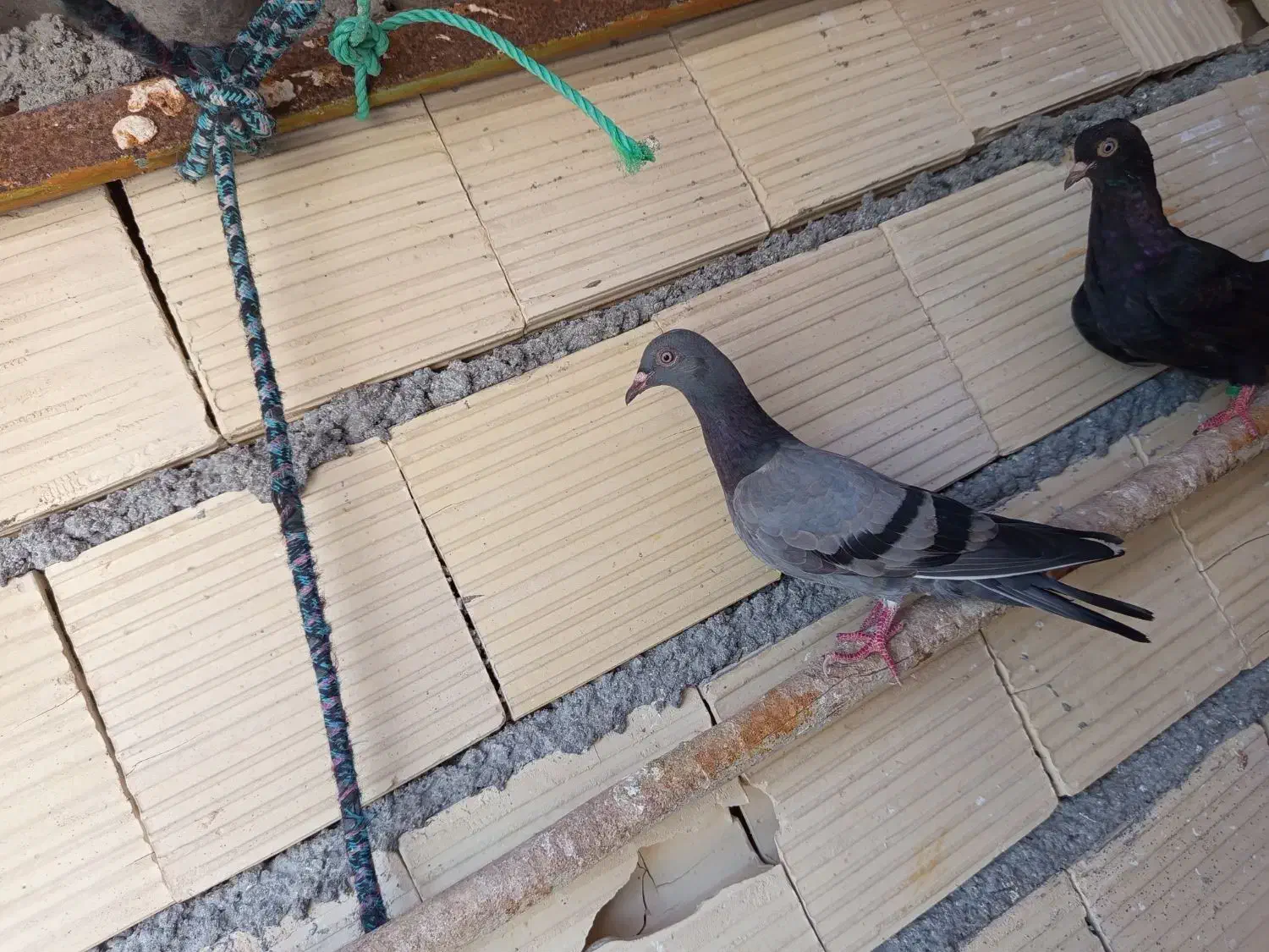 فروش کفتر|پرنده|بندرعباس, |دیوار