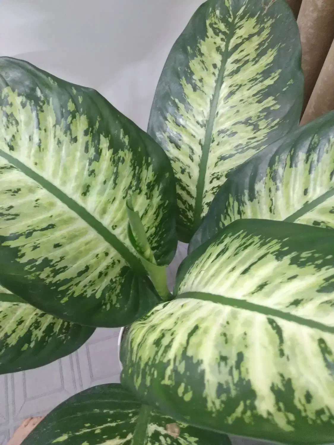 فقط گیاه|ماهی|مشهد, گلشور|دیوار