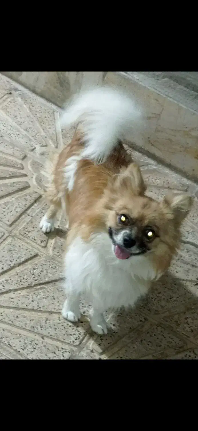 توله پامر ماده|سگ|تربت‌حیدریه, پائین ولایت|دیوار