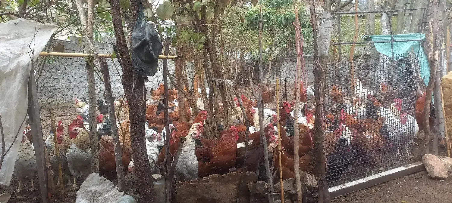 حیوان|حیوانات مزرعه|رستمآباد, |دیوار