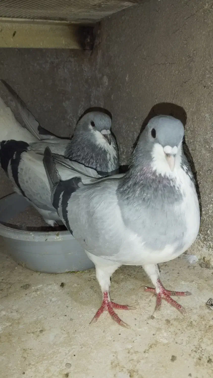 کبوتر پرشی|پرنده|بشاریات, |دیوار