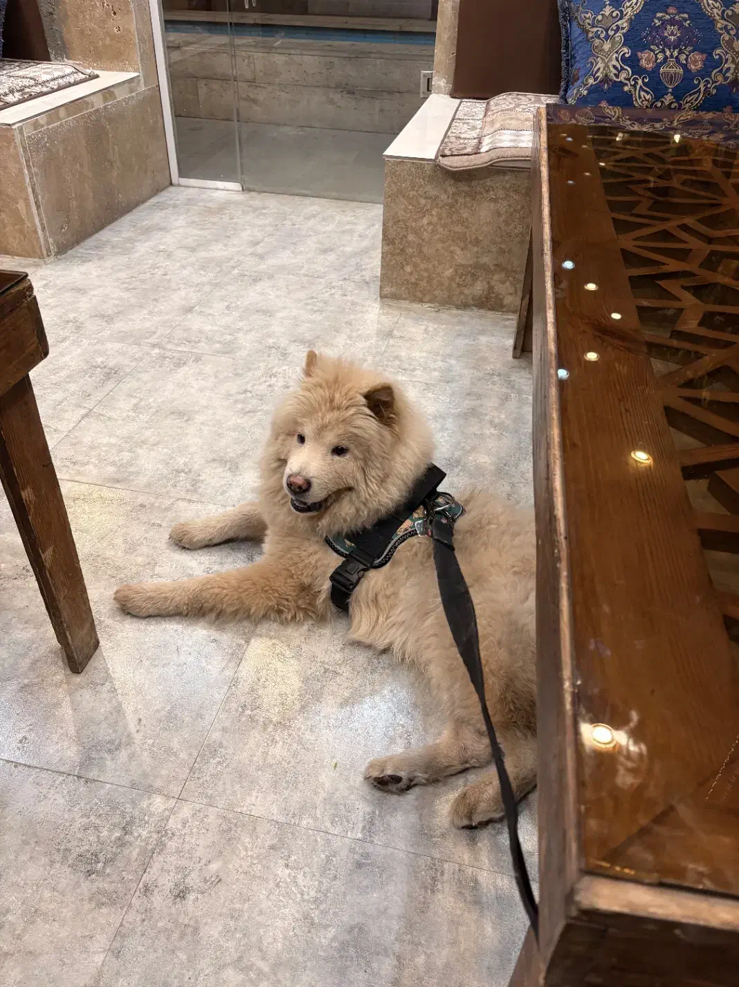 سگ گمشده|سگ|شیراز, غدیر شمالی|دیوار