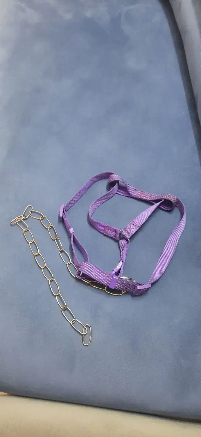 قلاده|لوازم جانبی حیوانات|تهران, استخر|دیوار