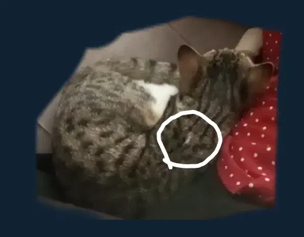 گربه.گمشده|حیوانات|رشت, ساغری سازان|دیوار